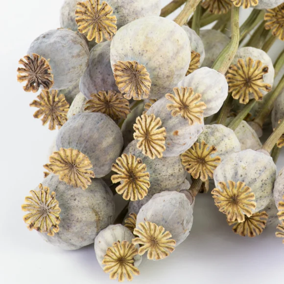 Buy Dried Poppy Somniferum