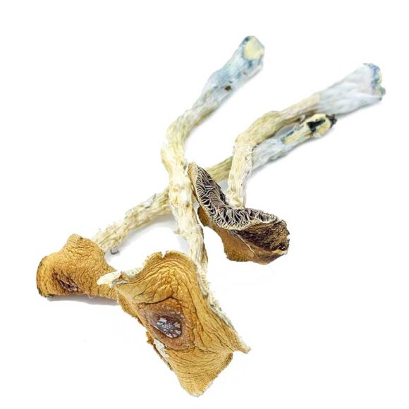 Texas Penis Envy Magic Mushrooms