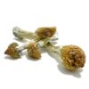 Alacabenzi Cubensis Magic Mushrooms