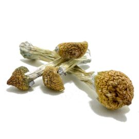 Alacabenzi Cubensis Magic Mushrooms