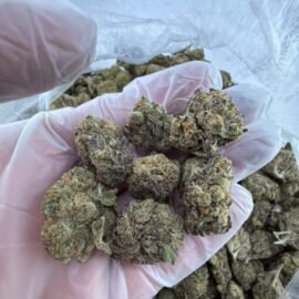 Budlover Strain
