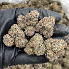 Candy Rainbows Indoors Strain