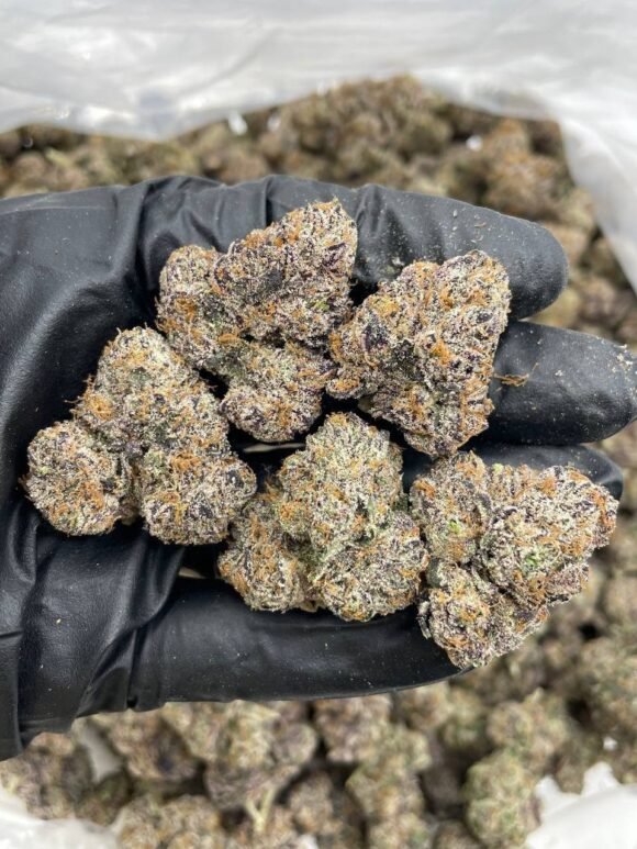Candy Rainbows Indoors Strain