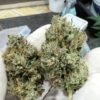 Buy Critical Kush Strain UK
