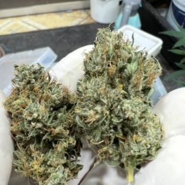 Buy Critical Kush Strain UK