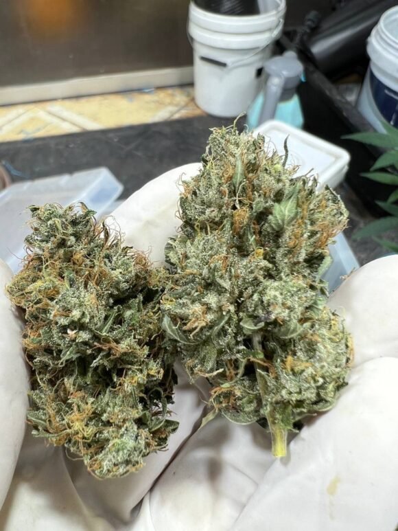 Buy Critical Kush Strain UK