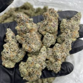 Garlic Cookies Strain