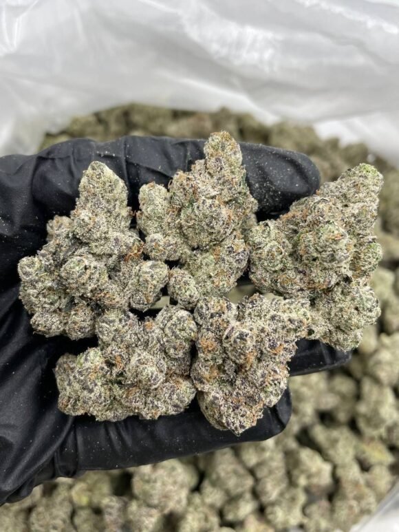 Lemon Cherry Delight Strain