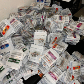 Jungle Boys Weed Uk Oz Packs
