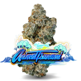 Jungle Boys Weed pack