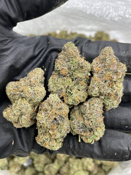 Triple Chip Gelato Strain