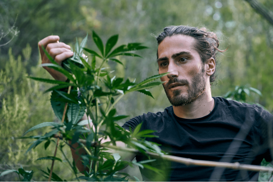 Choosing the Right Weed Strain: A Beginner’s Guide to Cannabis Flower