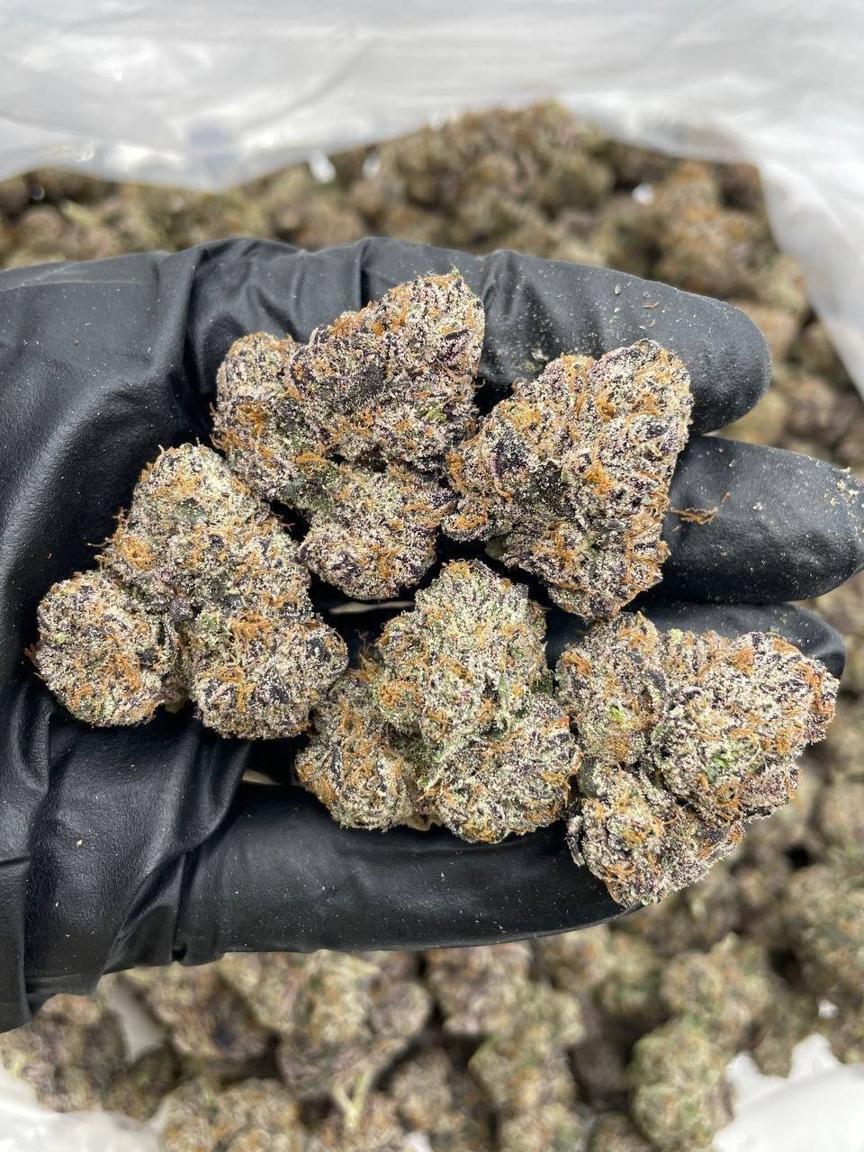 Candy Rainbows Indoors Strain