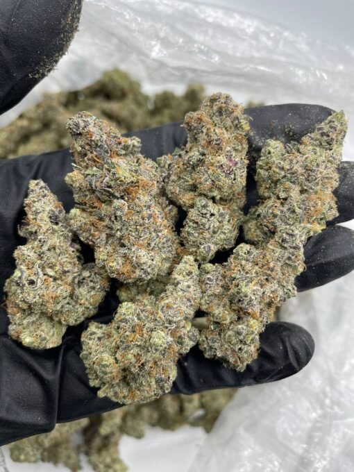 Garlic Cookies Strain