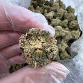 Gumballz Strain