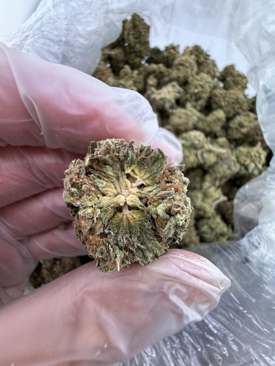 Gumballz Strain