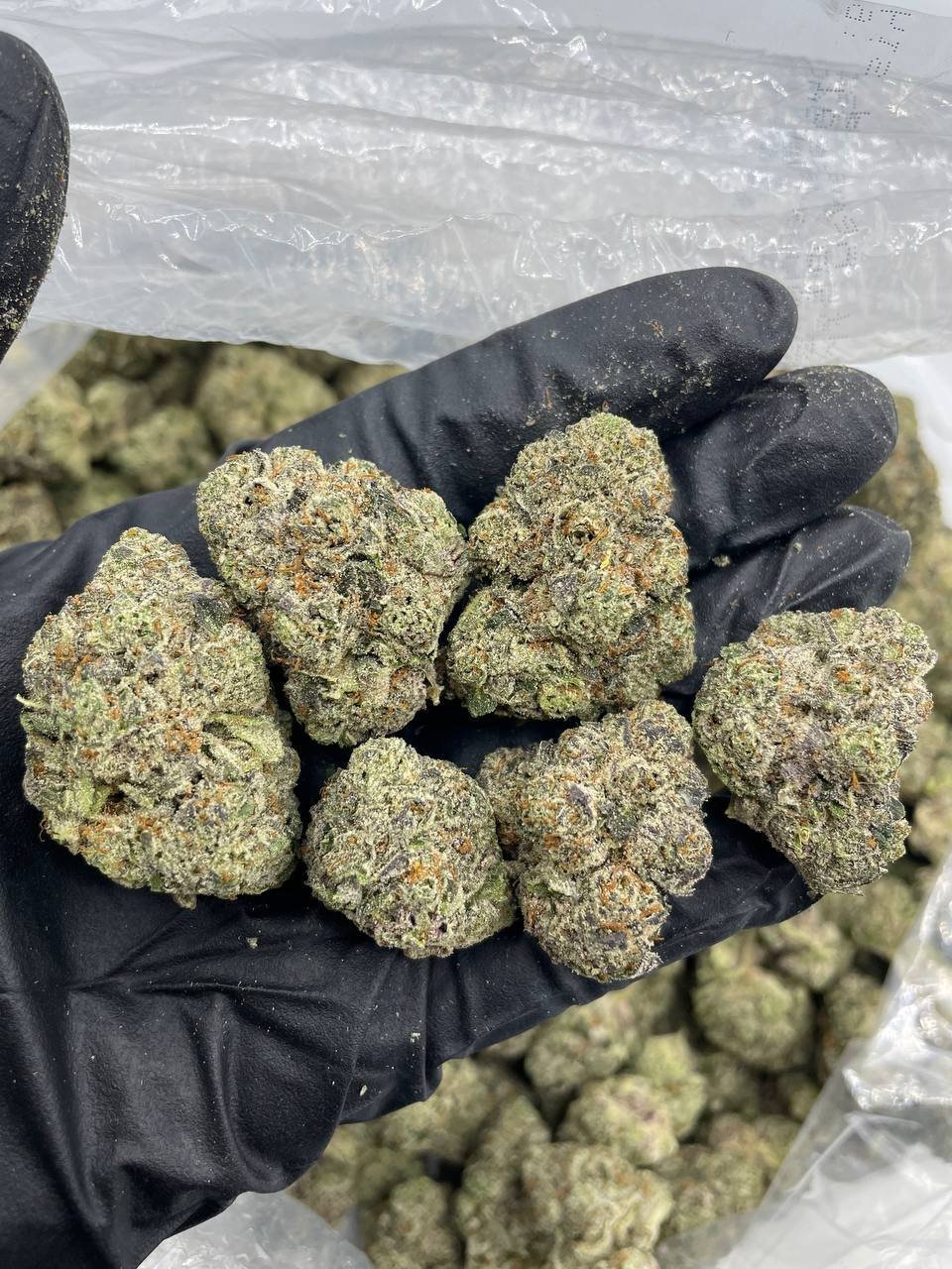 Jokerz Candy Strain