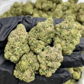 Lato Pop Strain