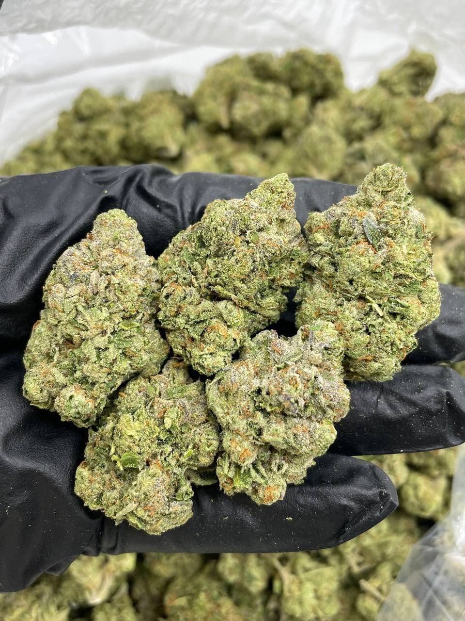 Lato Pop Strain
