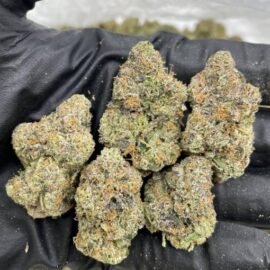 Triple Chip Gelato Strain