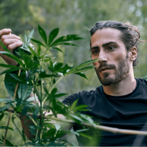 Choosing the Right Weed Strain